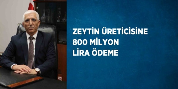 ZEYTİN ÜRETİCİSİNE 800 MİLYON LİRA ÖDEME