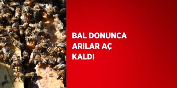 BAL DONUNCA ARILAR AÇ KALDI
