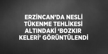 31159276832913423422tasarimli