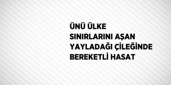 ÜNÜ ÜLKE SINIRLARINI AŞAN YAYLADAĞI ÇİLEĞİNDE BEREKETLİ HASAT