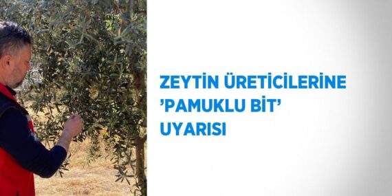 ZEYTİN ÜRETİCİLERİNE ’PAMUKLU BİT’ UYARISI