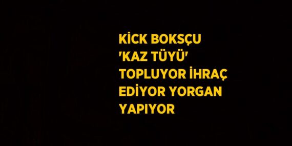 KİCK BOKSÇU ‘KAZ TÜYÜ’ TOPLUYOR İHRAÇ EDİYOR YORGAN YAPIYOR