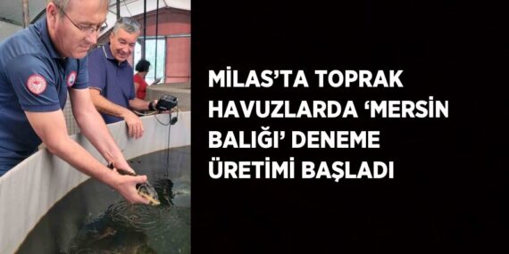 MİLAS’TA TOPRAK HAVUZLARDA ‘MERSİN BALIĞI’ DENEME ÜRETİMİ BAŞLADI
