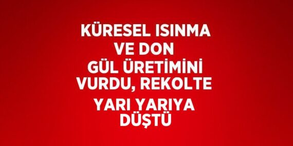 KÜRESEL ISINMA VE DON GÜL ÜRETİMİNİ VURDU, REKOLTE YARI YARIYA DÜŞTÜ
