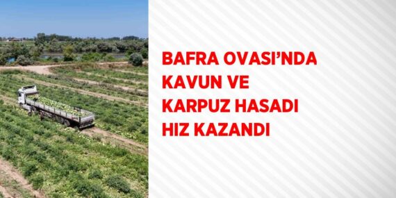 BAFRA OVASI’NDA KAVUN VE KARPUZ HASADI HIZ KAZANDI
