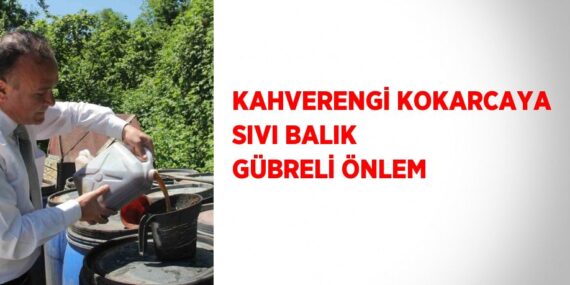 KAHVERENGİ KOKARCAYA SIVI BALIK GÜBRELİ ÖNLEM