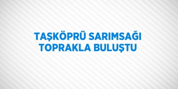 TAŞKÖPRÜ SARIMSAĞI TOPRAKLA BULUŞTU
