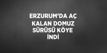31484291962712026981tasarimli