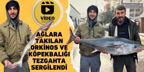 AĞLARA TAKILAN ORKİNOS VE KÖPEKBALIĞI TEZGAHTA SERGİLENDİ