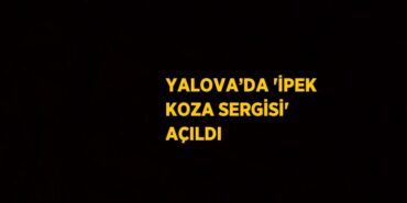 31498260232830827477