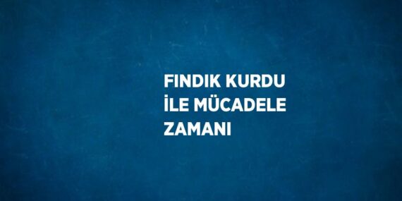 FINDIK KURDU İLE MÜCADELE ZAMANI