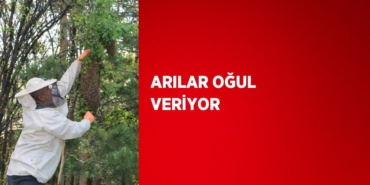 31546280732486522996