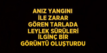 31615308412454021271tasarimli