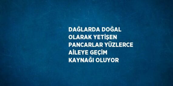 DAĞLARDA DOĞAL OLARAK YETİŞEN PANCARLAR YÜZLERCE AİLEYE GEÇİM KAYNAĞI OLUYOR