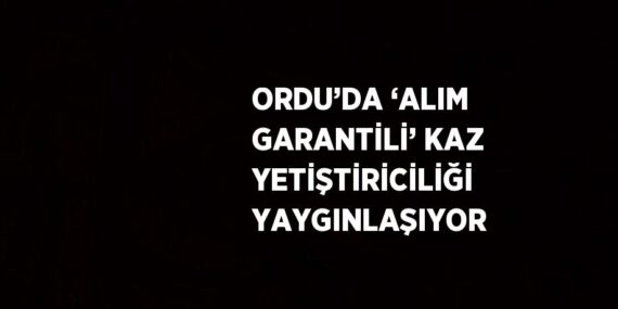 ORDU’DA ‘ALIM GARANTİLİ’ KAZ YETİŞTİRİCİLİĞİ YAYGINLAŞIYOR