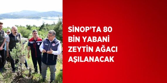 SİNOP’TA 80 BİN YABANİ ZEYTİN AĞACI AŞILANACAK