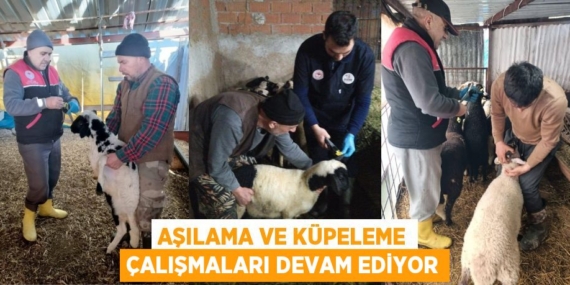 AŞILAMA VE KÜPELEME ÇALIŞMALARI DEVAM EDİYOR