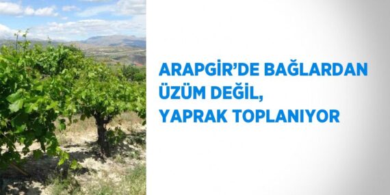 ARAPGİR’DE BAĞLARDAN ÜZÜM DEĞİL, YAPRAK TOPLANIYOR