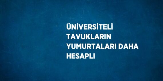 ÜNİVERSİTELİ TAVUKLARIN YUMURTALARI DAHA HESAPLI