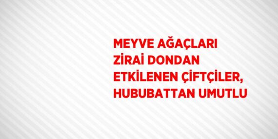 MEYVE AĞAÇLARI ZİRAİ DONDAN ETKİLENEN ÇİFTÇİLER, HUBUBATTAN UMUTLU