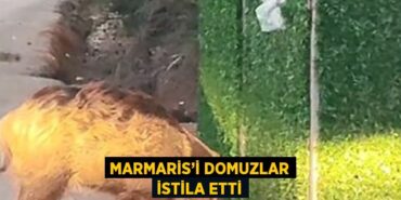31811255612392428236tasarimli