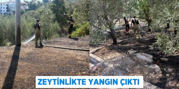 Zeytinlikte yangın çıktı