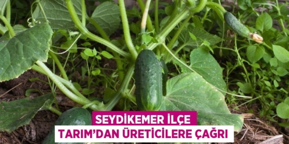 SEYDİKEMER İLÇE TARIM’DAN ÜRETİCİLERE ÇAĞRI