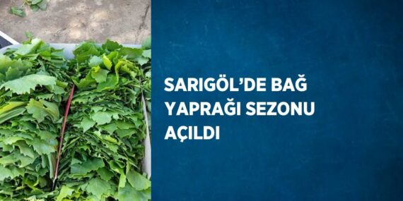 SARIGÖL’DE BAĞ YAPRAĞI SEZONU AÇILDI