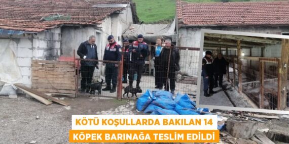 KÖTÜ KOŞULLARDA BAKILAN 14 KÖPEK BARINAĞA TESLİM EDİLDİ