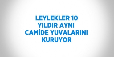 31992285862595821362tasarimli