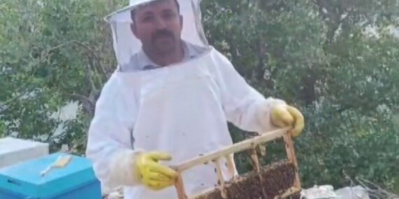Ayı kovanları parçalayıp balı yedi, üretici 100 bin lira zarara uğradı