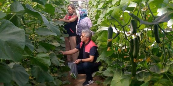 Burhaniye’de Salatalıklar Denetimden Geçti: Hedef Güvenli Gıda