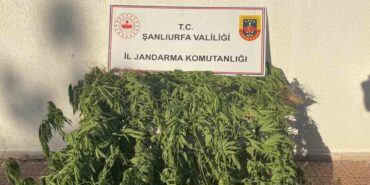 Jandarmadan uyuşturucu operasyonu