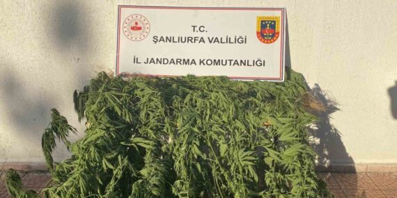 Jandarmadan uyuşturucu operasyonu