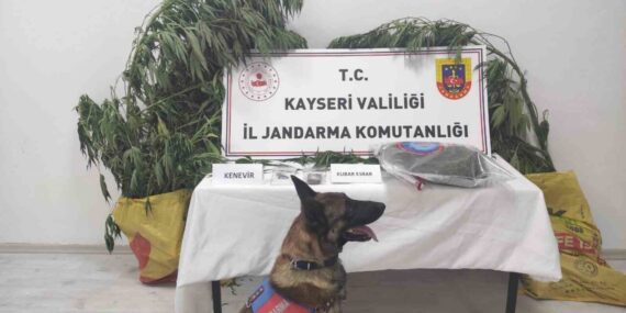 Kayseri’de 7 kök kenevir ele geçirildi: 1 gözaltı