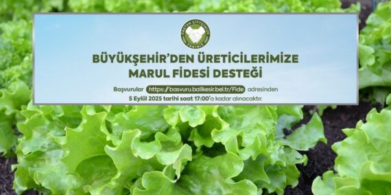 Büyükşehirden çiftçilere marul fidesi desteği