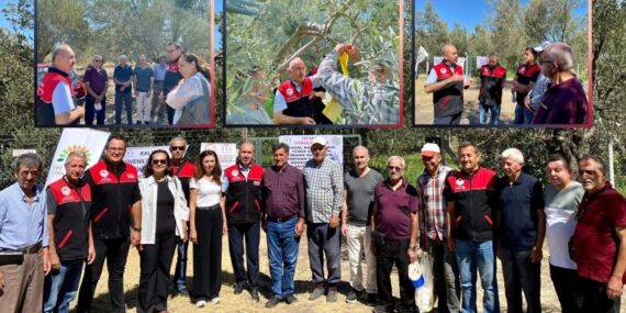 Zeytin Bahçelerine Kapan Kuruldu: Balıkesir’de ‘Sessiz’ Savaş Başladı!