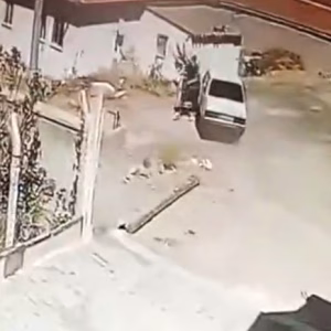 yılan
