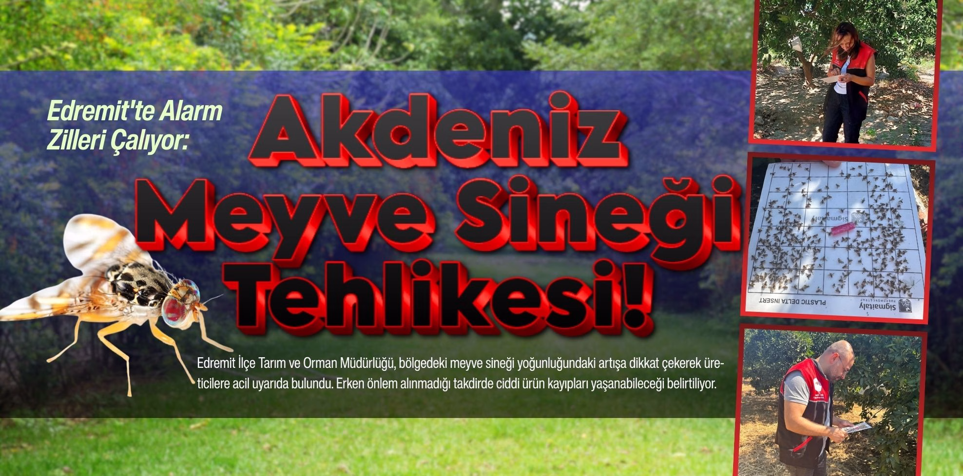 akdeniz sineği (1)