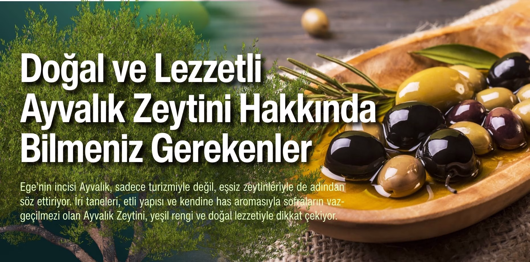 ayvalık zeytini (1)