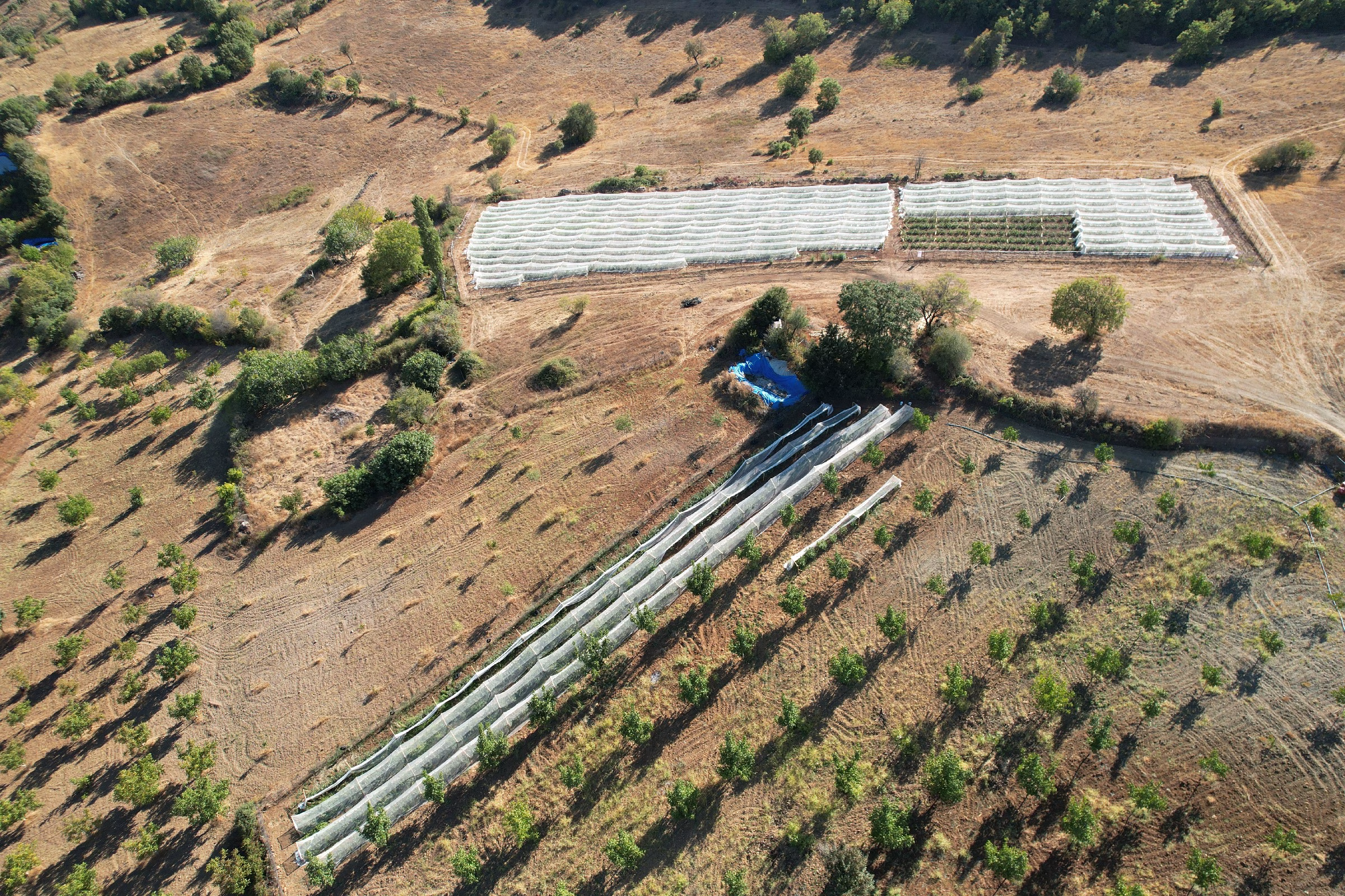 Balıkesir'de Aronya Hasat Şenliği yapıldı