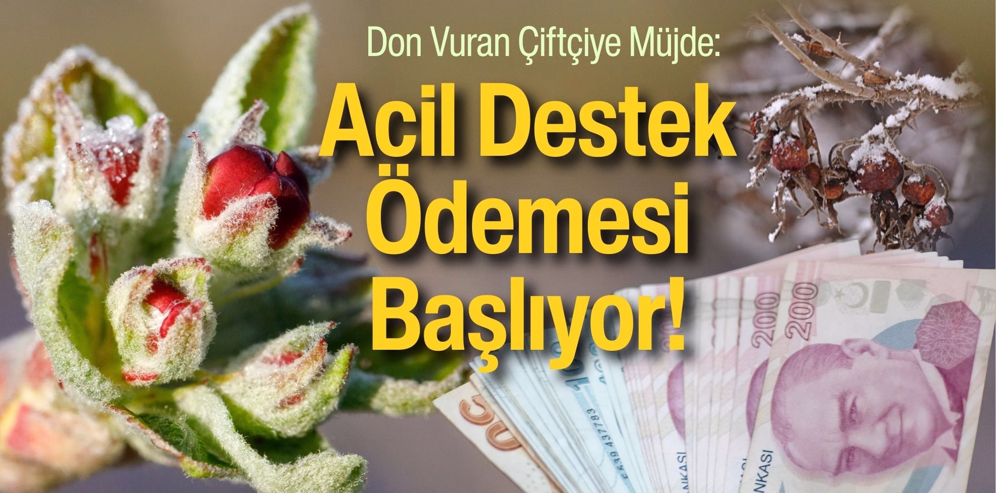 don destek (1)