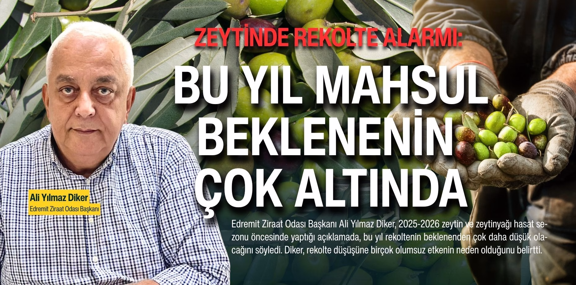 zeytin rekolte (2)