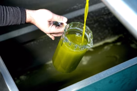 TÜRKİYE'DE SATILAN ZEYTİNYAĞININ YÜZDE 65'İ 'AYVALIK ZEYTİNYAĞI' ADIYLA PİYASADA AYVALIK'TA 18 BİN TON ÜRETİLİYOR, AMA PİYASALARDA 100 BİN TON AYVALIK ZEYTİNYAĞI BULUNUYOR ZEYTİNYAĞINDA TAKLİT VE TAĞŞİŞ ÜRETİCİYE ZARAR VERİYOR