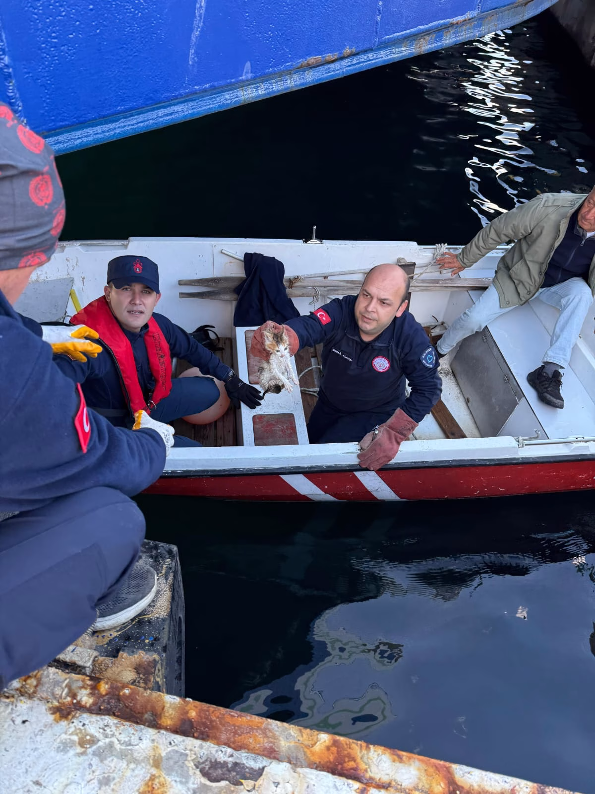 Erdek'te denize düşen kedi itfaiye tarafından kurtarıldı