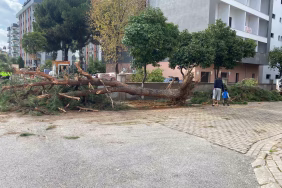 Kuruyan çam ağacı ağırlığa dayanamayarak yol devrildi
