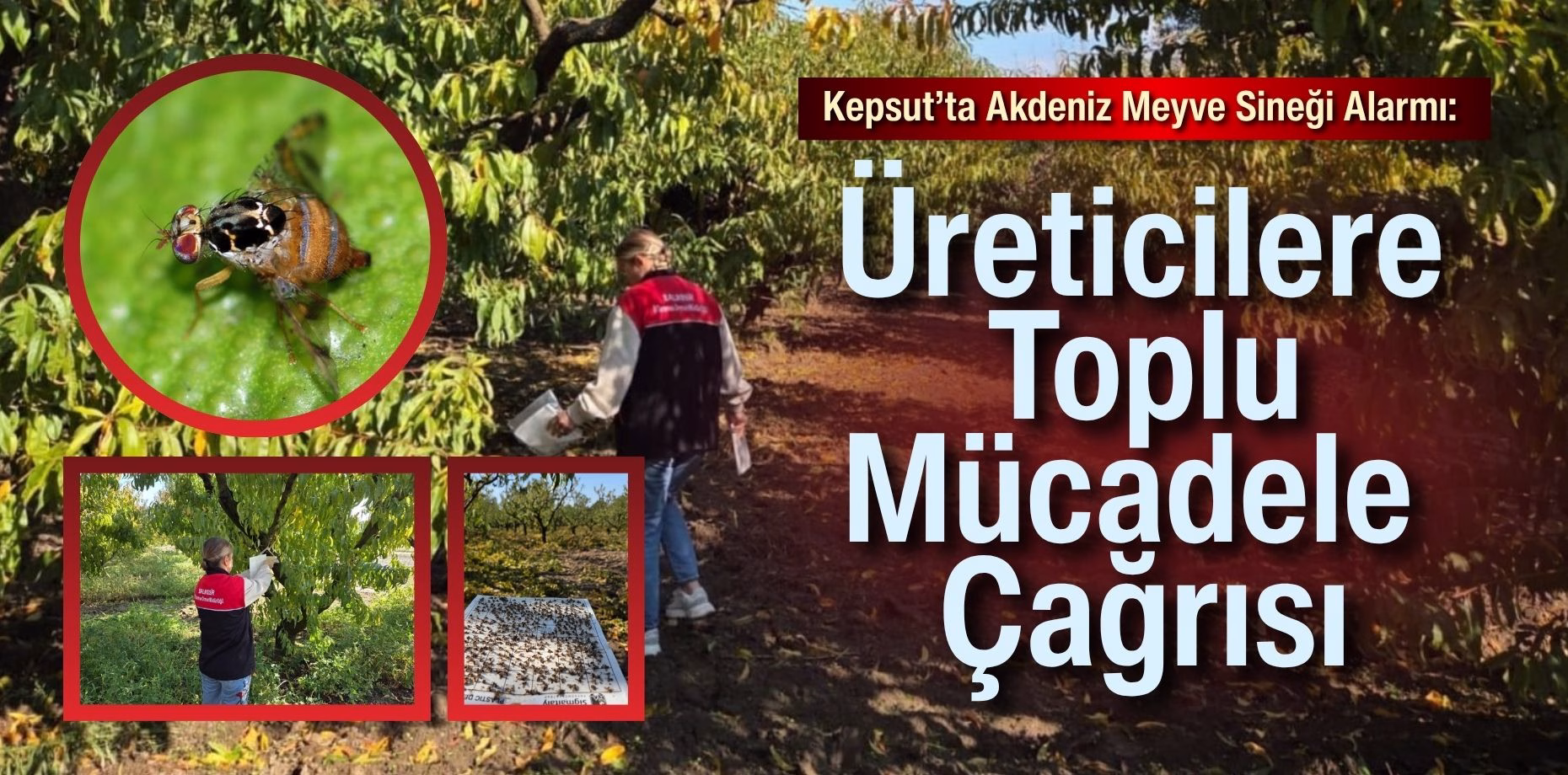 meyve sineği (1)
