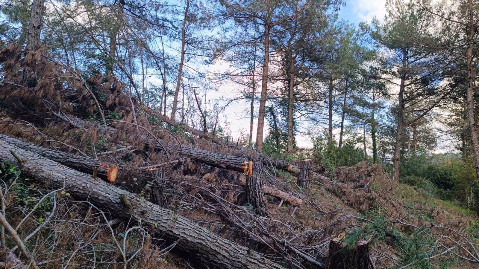 Payas kırsalı ormanlık alanda 20 adet kızılçam ağacı kesilmiş halde bulundu