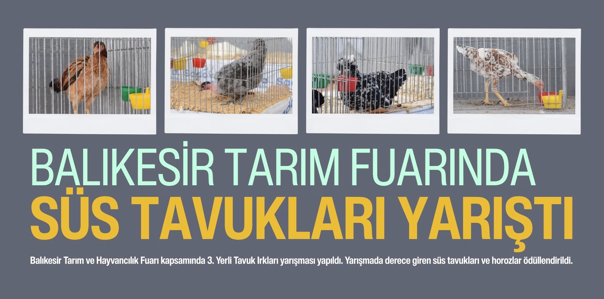 süs tavukları yarıştı (1)