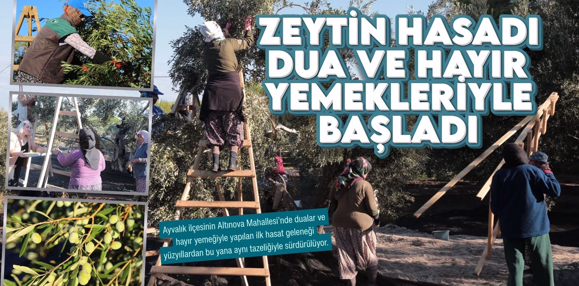 zeytin hasadı (1)